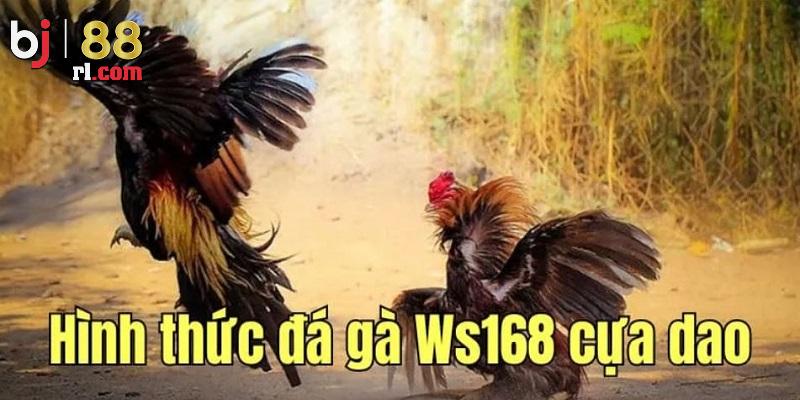 Đá gà cựa dao siêu hấp dẫn tại sảnh WS168 Đá gà cựa dao siêu hấp dẫn tại sảnh WS168