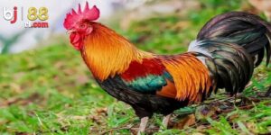 Giới thiệu vài điều về màu mạng gà đá