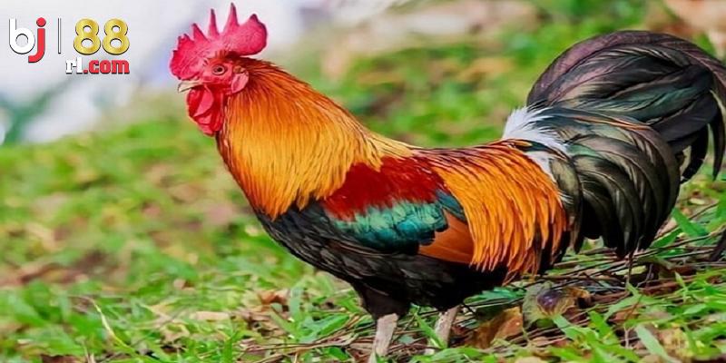 Giới thiệu vài điều về màu mạng gà đá Giới thiệu vài điều về màu mạng gà đá