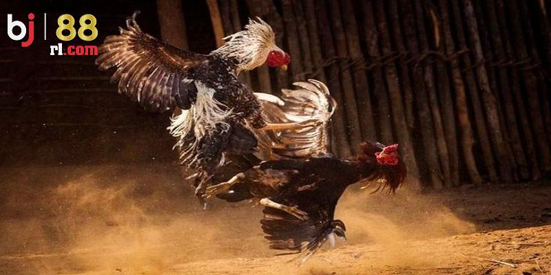 Luật chơi trong đá gà Campuchia BJ88 Luật chơi trong đá gà Campuchia BJ88