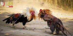 Lý do người chơi quan tâm đến đá gà Campuchia BJ88