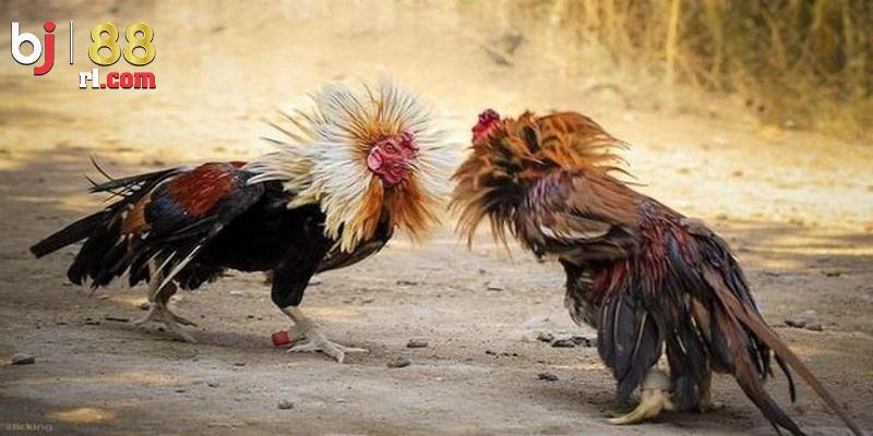 Lý do người chơi quan tâm đến đá gà Campuchia BJ88 Lý do người chơi quan tâm đến đá gà Campuchia BJ88