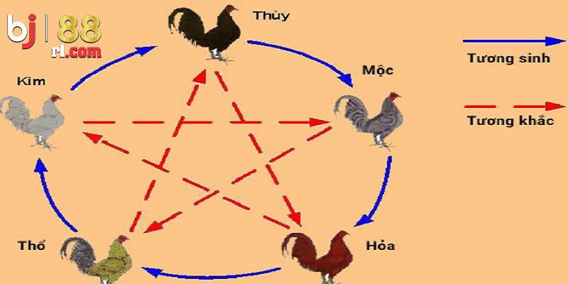 Màu mạng gà đá liên quan đến ngũ hành Màu mạng gà đá liên quan đến ngũ hành