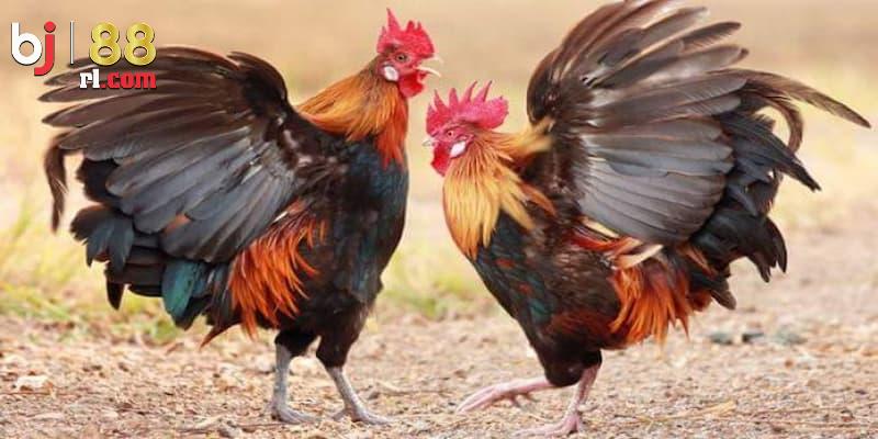 Một số màu mạng gà đá phổ biến Một số màu mạng gà đá phổ biến