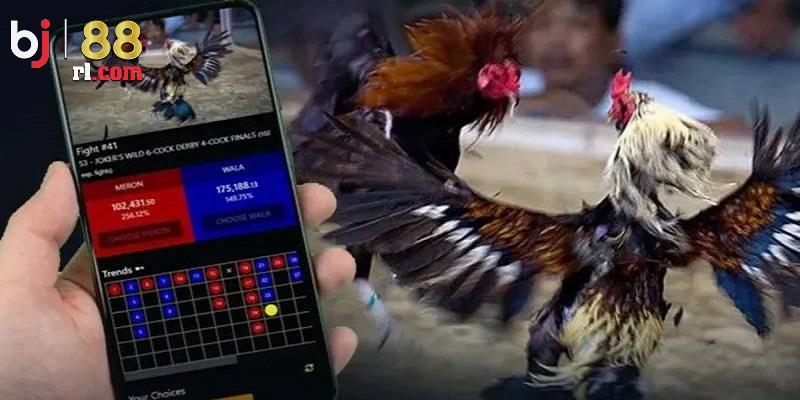 Người chơi sẽ nhận được gì khi tham gia đá gà BJ88 Người chơi sẽ nhận được gì khi tham gia đá gà BJ88