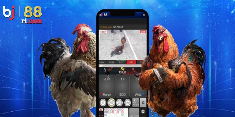 Những cửa cược trong đá gà Campuchia BJ88 Những cửa cược trong đá gà Campuchia BJ88